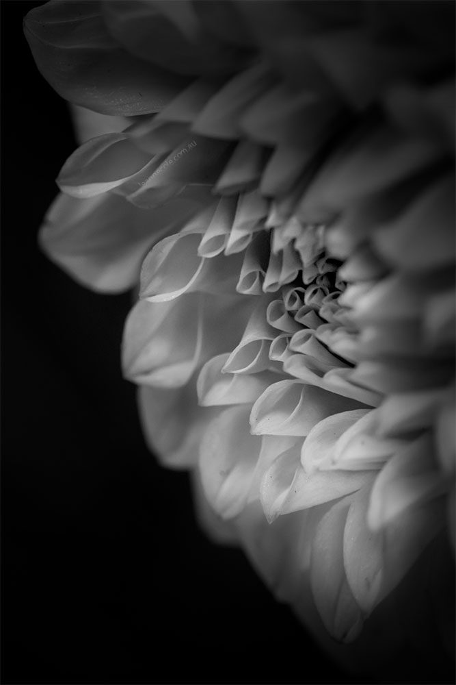 dahlia-monochrome-flower-show-macro