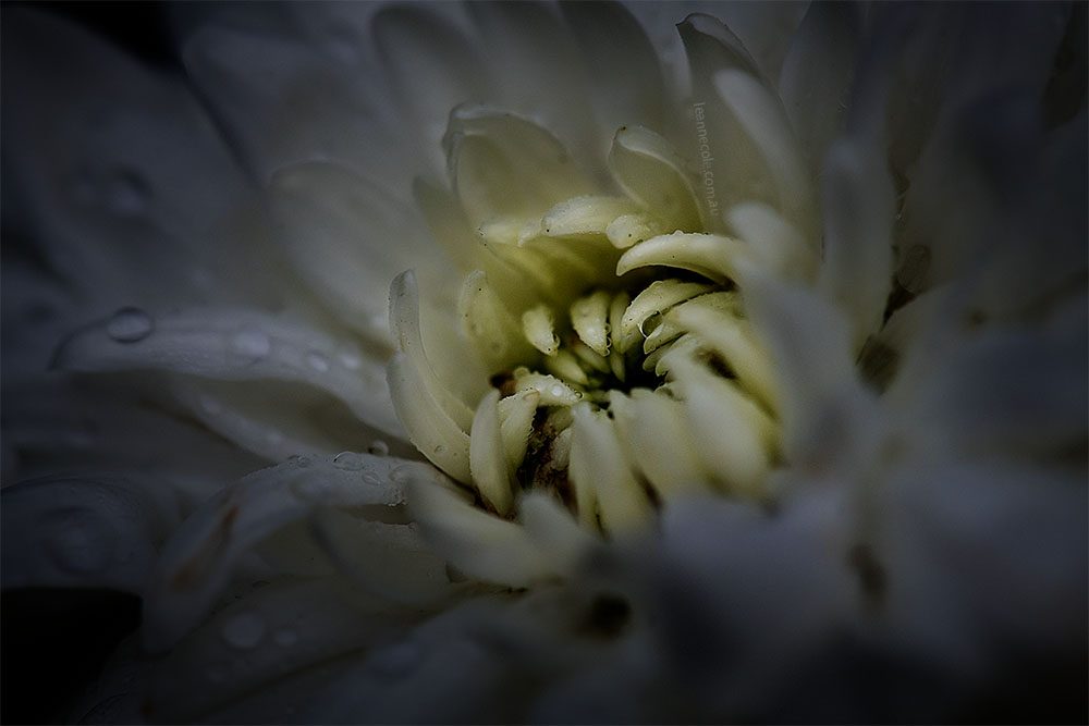 chrysanthemum-white-flower-garden-macro