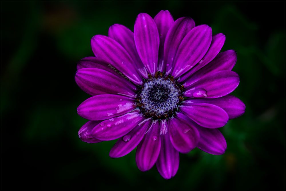 daisy-purple-flower-garden-macro