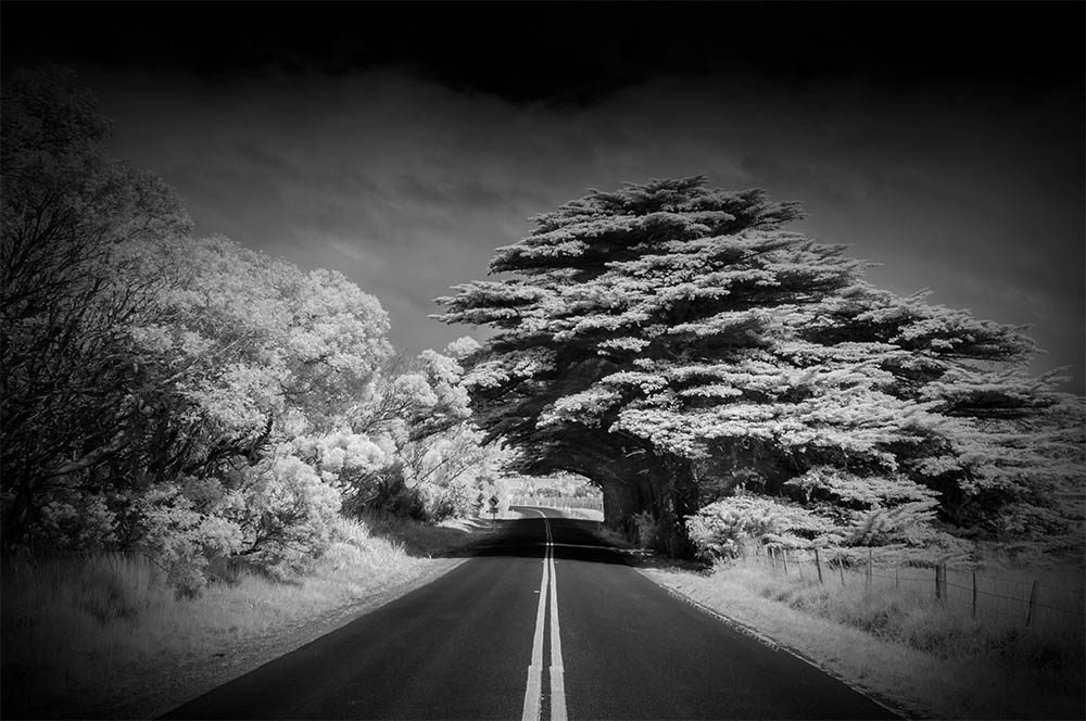 road-tasmania-infrared-pine-tree