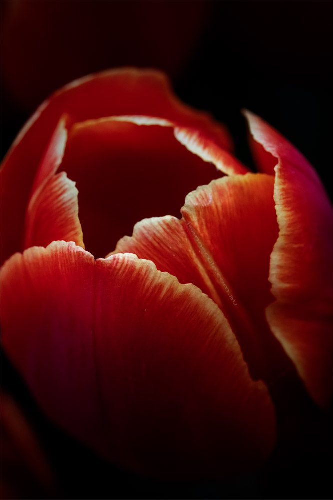 tulip-flower-garden-show-floral-friday