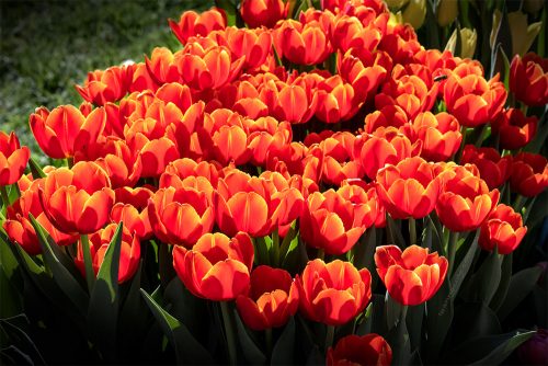 tulips-sun-bunch-mifgs-melbourne-2