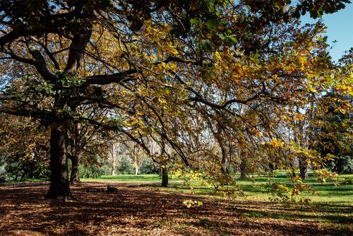 sills-bend-banyule-autumn-fujifilm