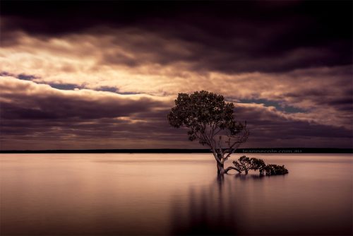 tenby-point-tree-water-canon5d4