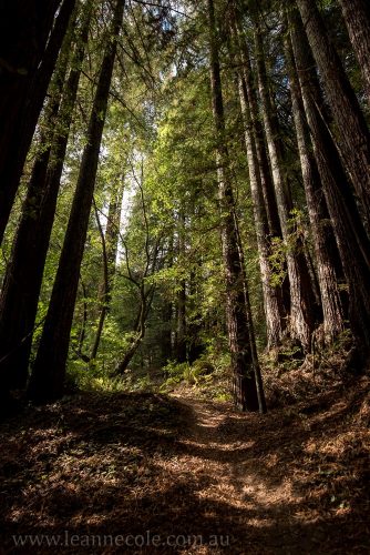 henry-cowell-redwoods-santacruz-mountains-4523