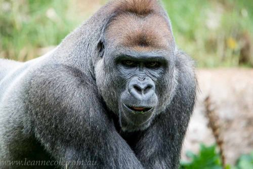 melbourne-zoo-gorillas-1033