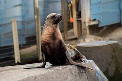 melbourne-zoo-seal-show-tarwin-0175