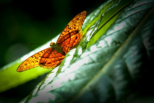 melbourne-zoo-butterflies-fujifilm-xt20-2349