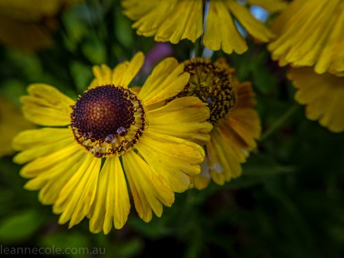 MIFGS-melbourne-flowers-strumanoptics-macro-094606