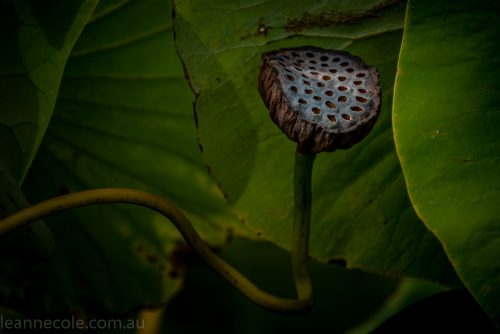 bue-lotus-watergarden-sunflower-secondtime-0316