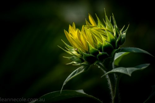 bue-lotus-watergarden-sunflower-secondtime-0353