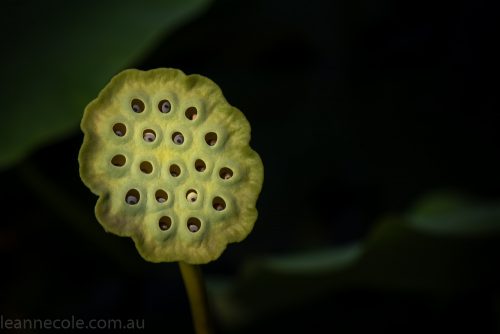 bue-lotus-watergarden-sunflower-secondtime-0442