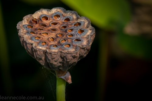 bue-lotus-watergarden-sunflower-secondtime-0463