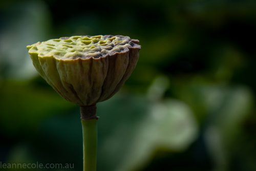 bue-lotus-watergarden-sunflower-secondtime-0486