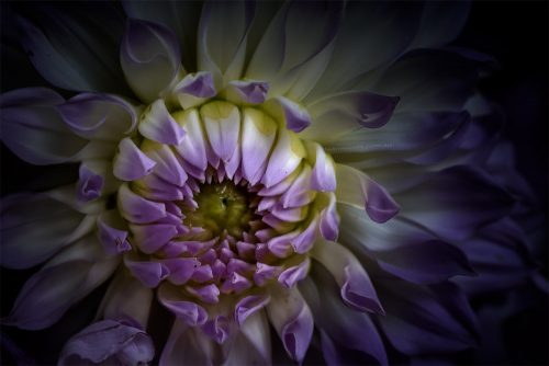 dahlia-flower-melbourne-show-mifgs