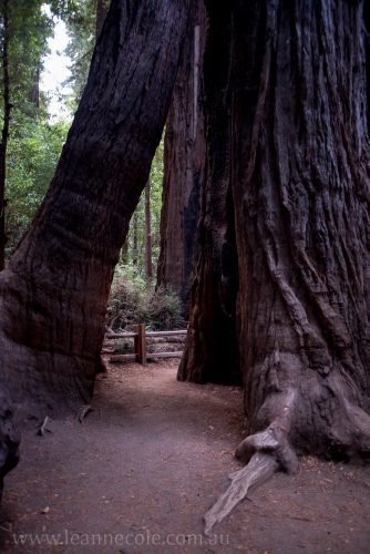 henry-cowell-redwoods-santacruz-mountains-4475