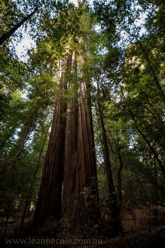 henry-cowell-redwoods-santacruz-mountains-4481