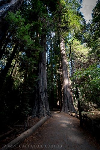 henry-cowell-redwoods-santacruz-mountains-4585