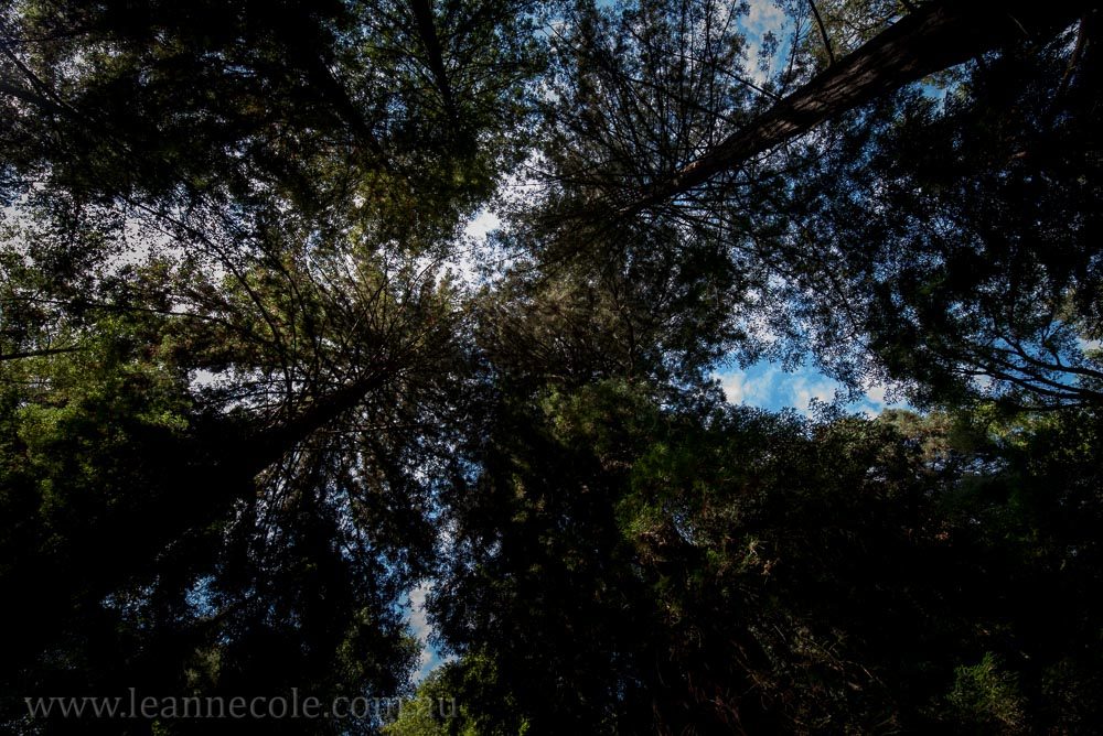 henry-cowell-redwoods-santacruz-mountains-4594