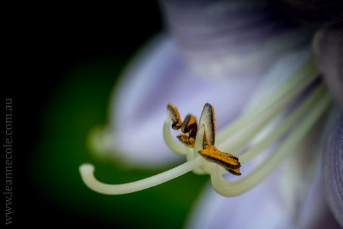 mifgs-flower-macro-tamron-melbourne-7081