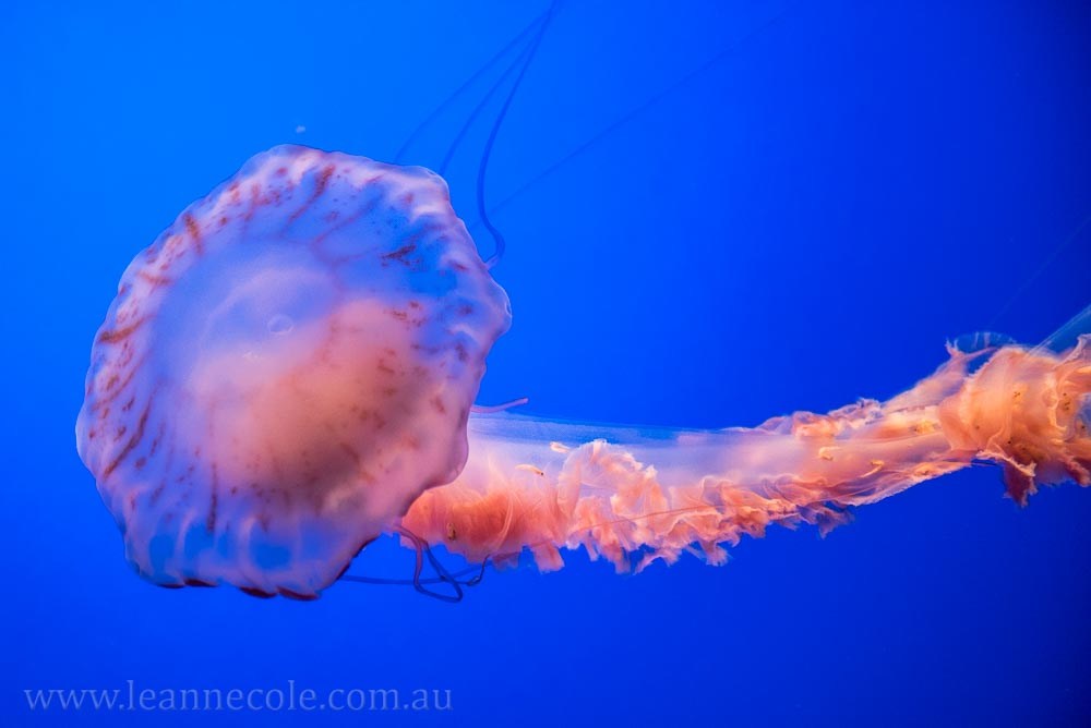 monterey-bay-aquarium-jellyfish-4356