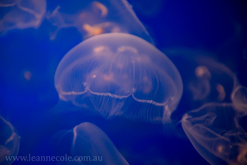 monterey-bay-aquarium-jellyfish-4415