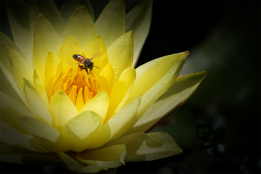 waterlily-bluelotus-garden-melbourne-bee-9394