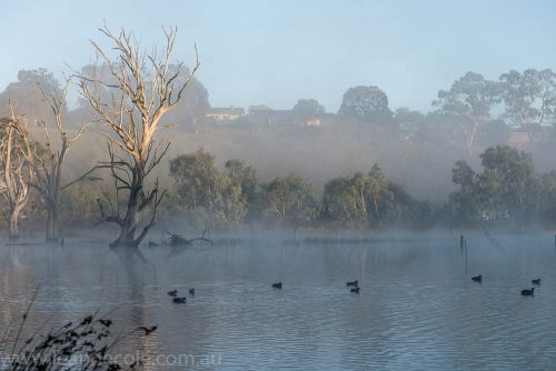 LeanneCole-banyule-6445