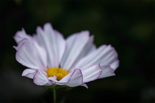 MIFGS-cosmos-flower-macro-melbourne