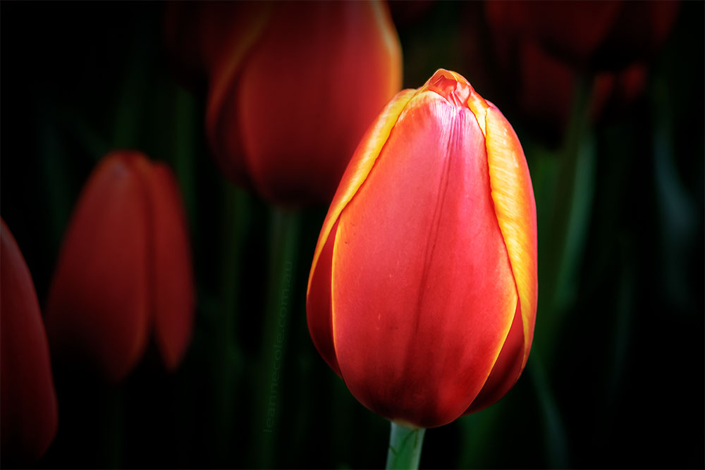 MIFGS-tulips-flower-macro-melbourne