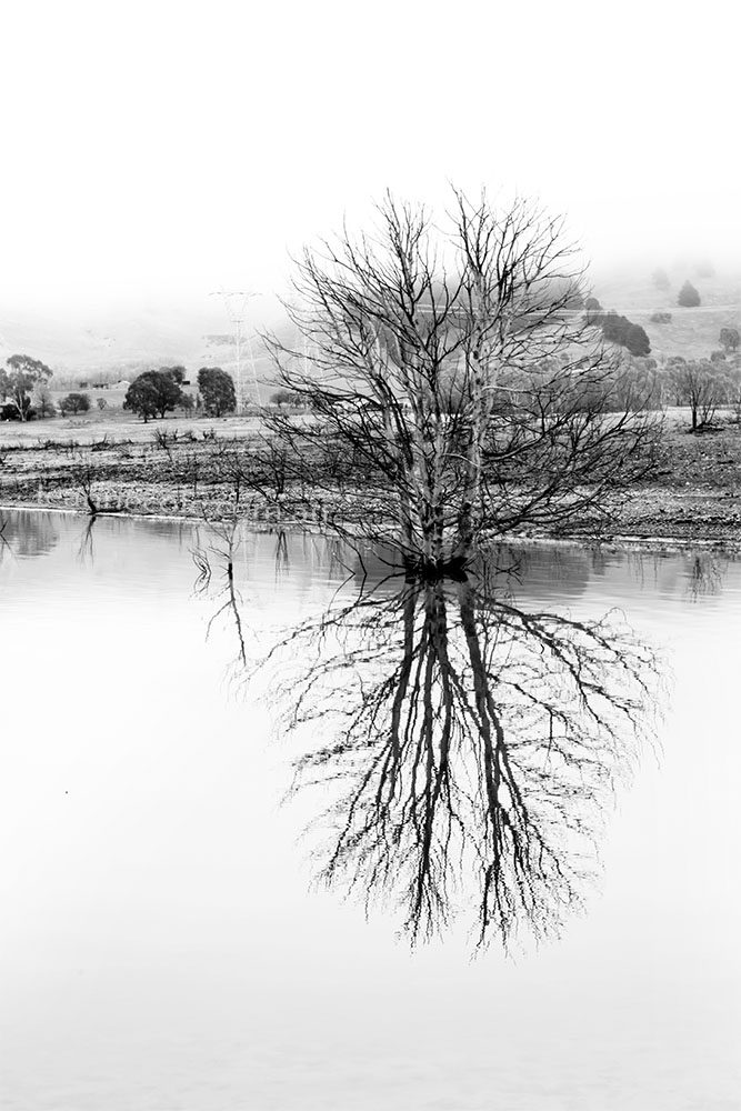 bonnie-doon-fog-tree-lake