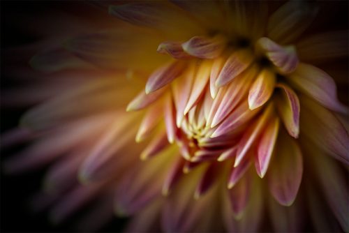 country-dahlias-close-soft-macro