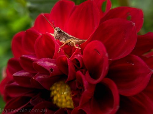 country-dahlias-flowers-macro-autumn-095633