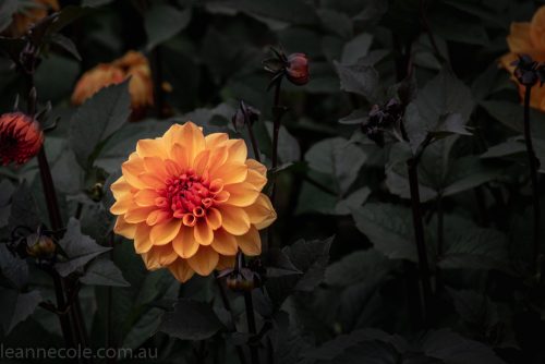 country-dahlias-flowers-macro-autumn-3130