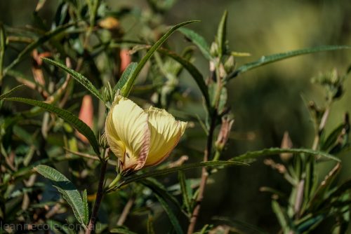 cranbourne-botannical-gardens-fujifilm-melbourne-9052