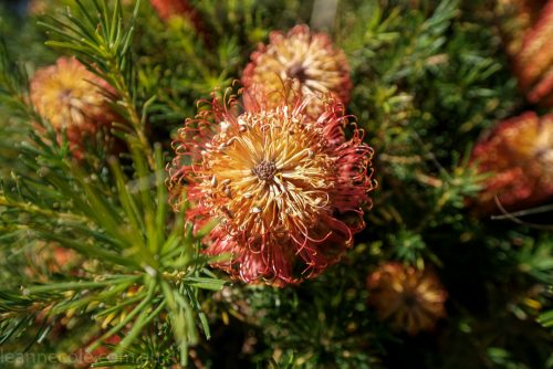 cranbourne-botannical-gardens-fujifilm-melbourne-9054
