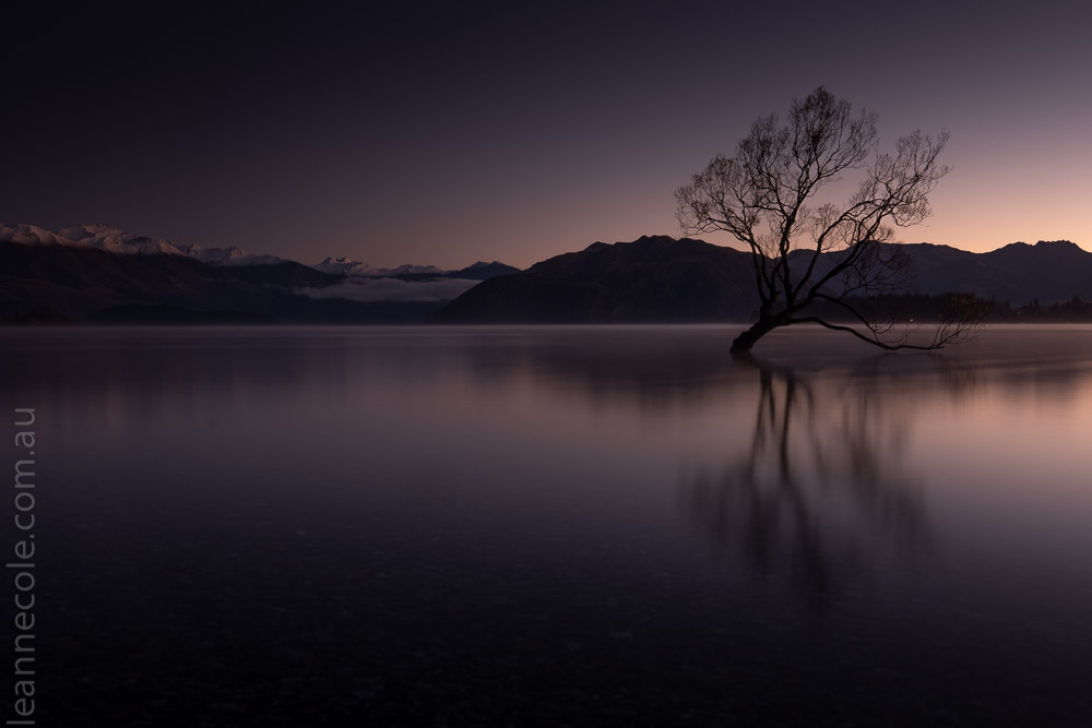 tree-wanaka-sunrise-water-newzealand-9695