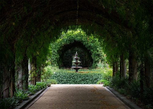 wisteria-walkway-alowyngardens-yarraglen-1597