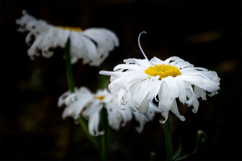 Floral Friday - Dunedin Botanical Gardens