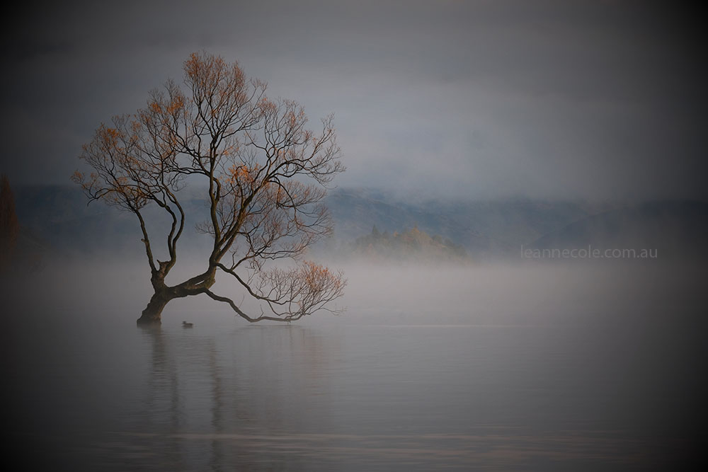 wanaka-tree-misty-morning-newzealand-9799