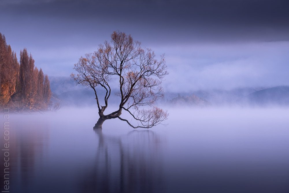 wanake-tree-mist-lake-newzealand-9779