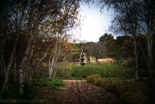 Weekend Wanderings - Alowyn Gardens through the Holga Lens