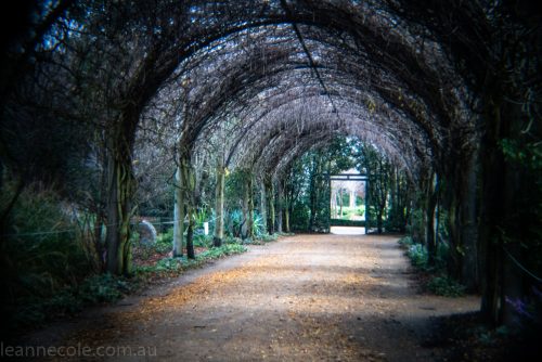 Weekend Wanderings - Alowyn Gardens through the Holga Lens