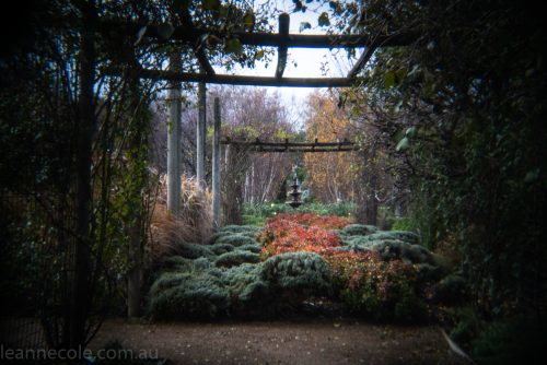 Weekend Wanderings - Alowyn Gardens through the Holga Lens