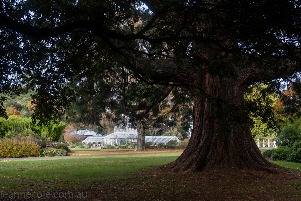 New Zealand Wanderings - Dunedin Botanical Gardens