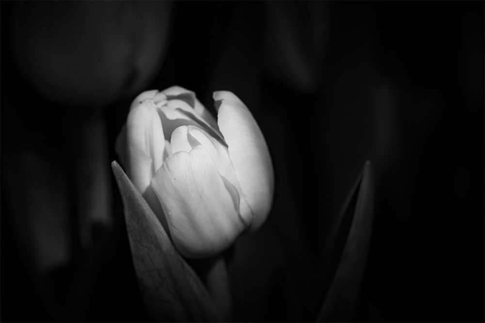 Floral Friday - Light hitting a Tulip