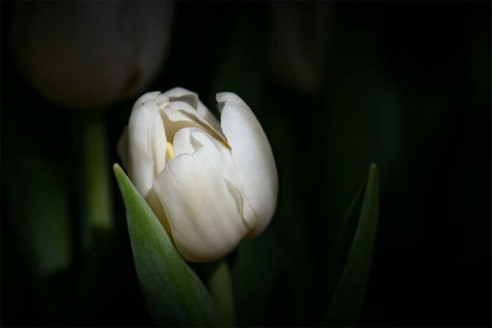 Floral Friday - Light hitting a Tulip