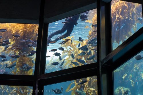 Silent Sunday - Monterey Bay Aquarium