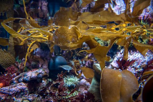 Silent Sunday - Monterey Bay Aquarium