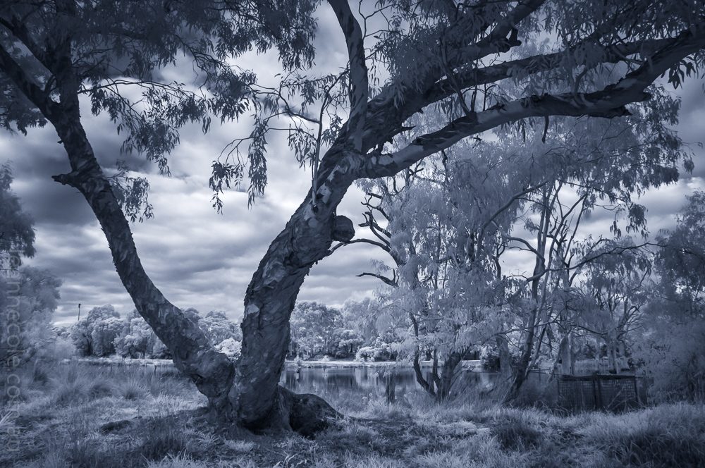 Monochrome Wednesday - Infrared in the park